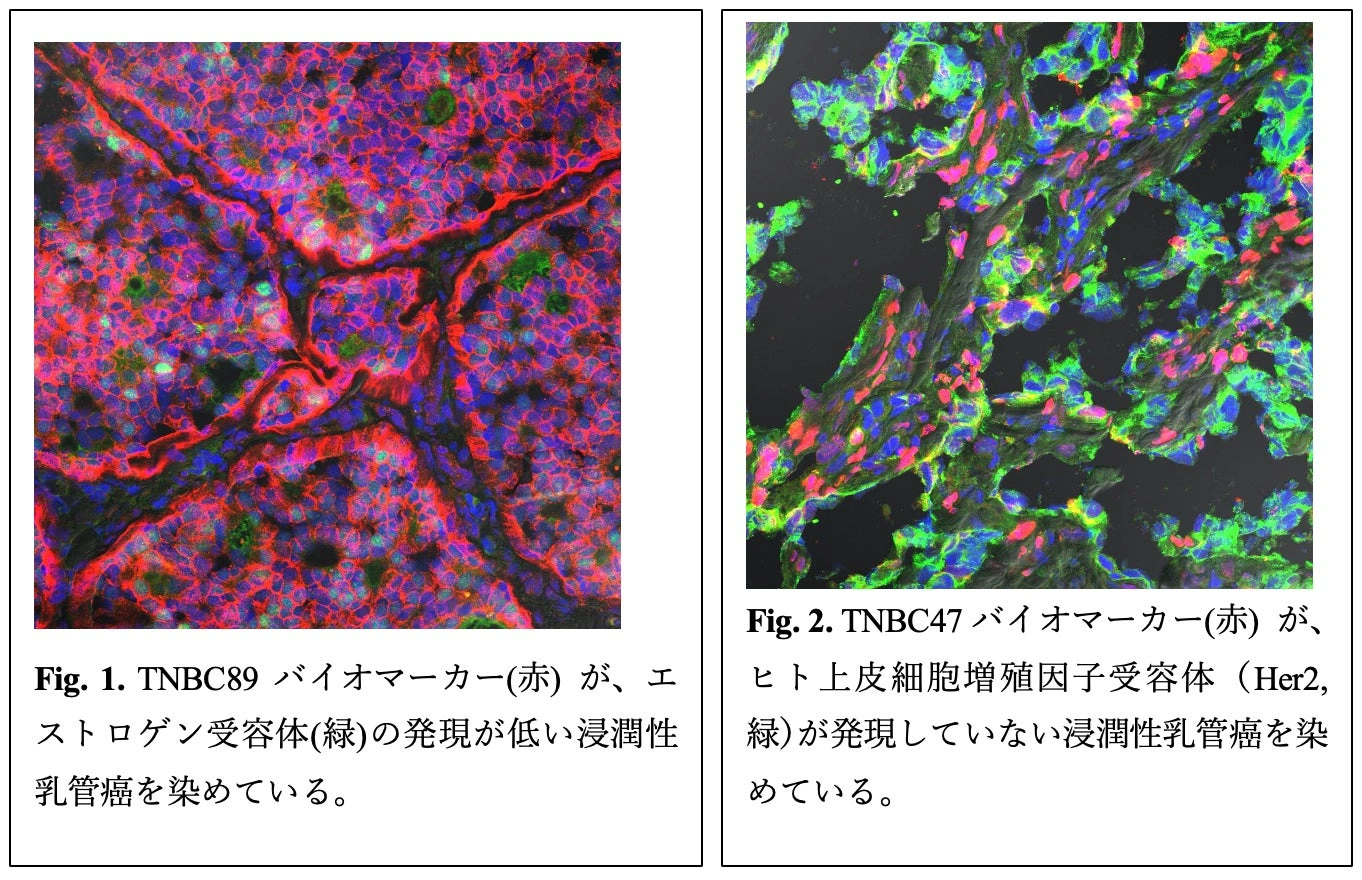 アルパカ免疫により得られた抗体巨大ライブラリから、トリプル