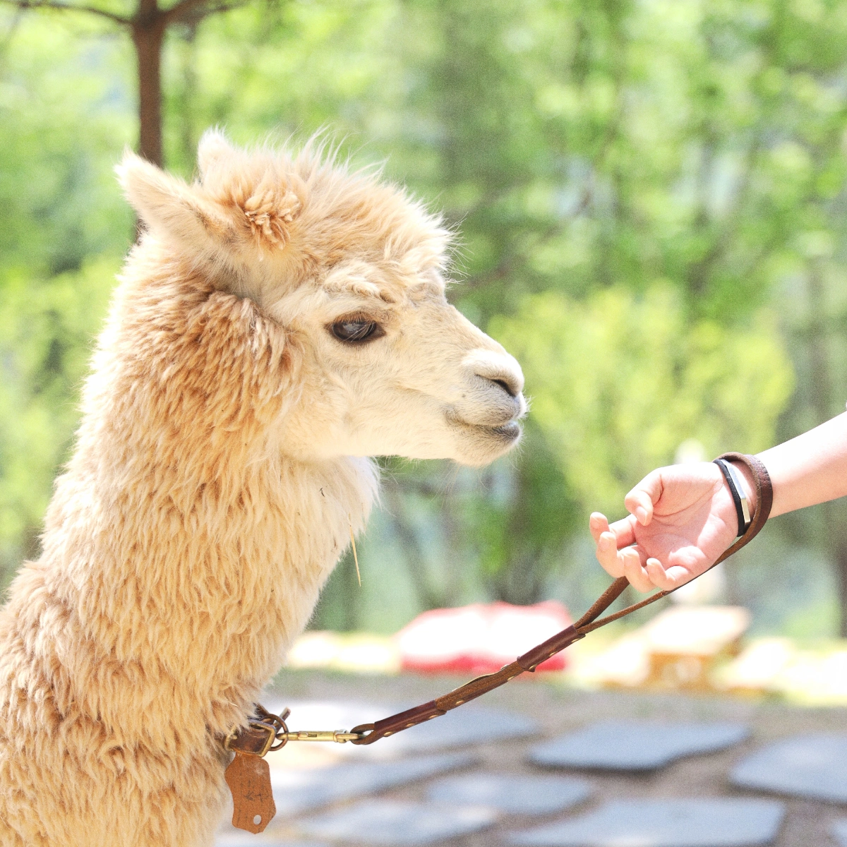 Alpaca with leash